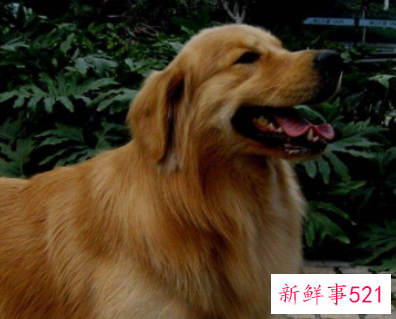 十大最聪明的狗