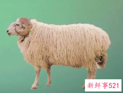 孕妇梦见一群羊是什么意思