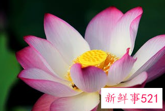 莲花引起人生感悟