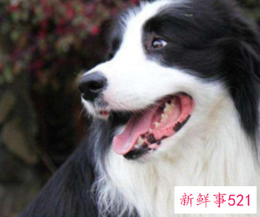 十大最聪明的狗