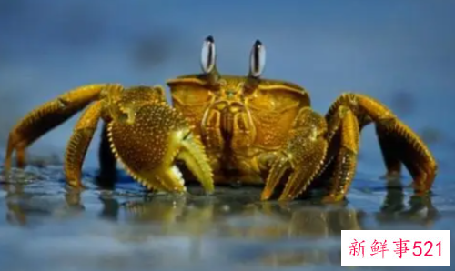 螃蟹怎么清洗最干净