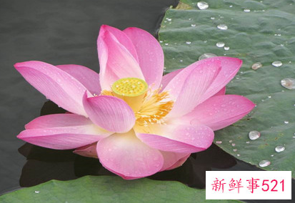 大门口种什么花能旺财