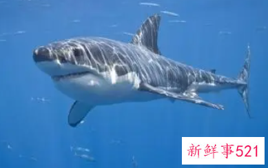 鲨鱼和鲸鱼是鱼吗