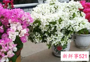 南方冬天开花的植物室内
