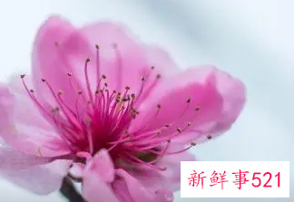 备孕女人梦到粉色桃花