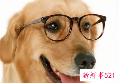 梦见不要狗狗了是什么意思