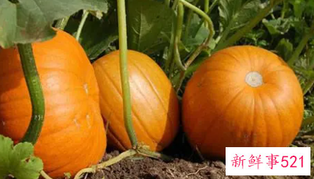 南瓜功效与作用禁忌
