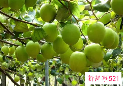 青枣一天吃几个最好