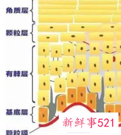 皮肤不同层次吸收什么