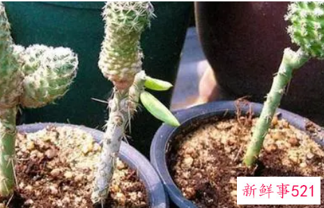 仙人球的浇水方法