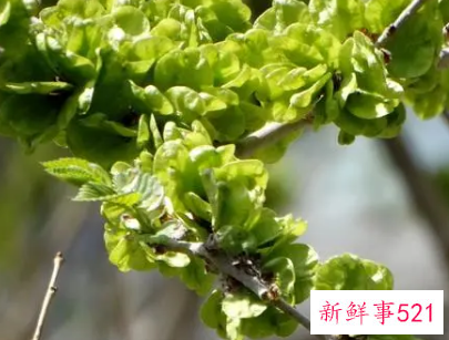 门前最旺风水的花榆树