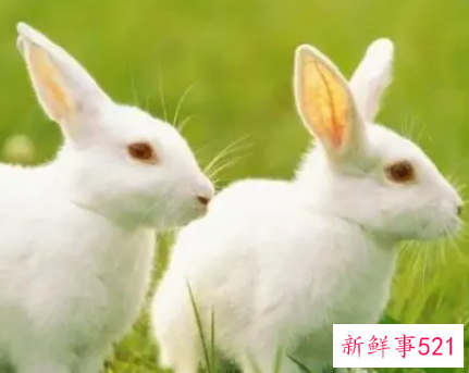 属兔人遇虎年必有一破