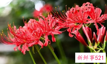 彼岸花的寓意是什么