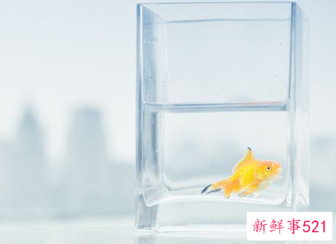 梦见金色的鱼是什么意思