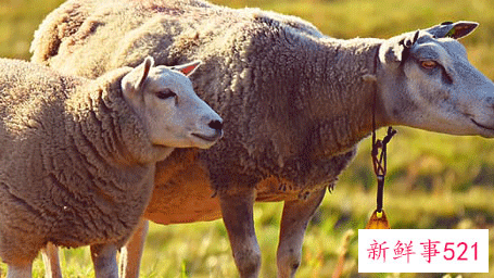 属羊人和什么属相最配