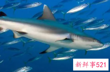 鲨鱼和鲸鱼是鱼吗