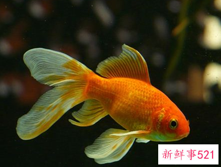 梦见金色的鱼是什么意思