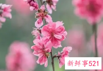 备孕女人梦到粉色桃花