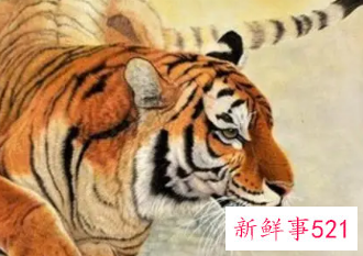 属虎女佩戴什么饰品最好