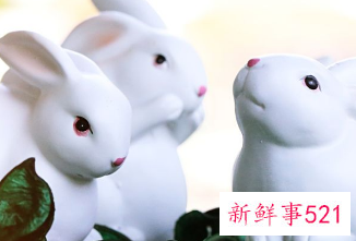 属兔戴什么佛珠合适