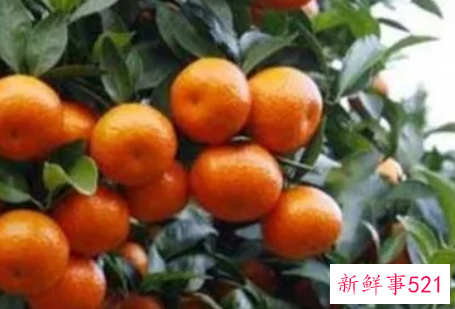 为何砂糖橘都带着叶子卖的