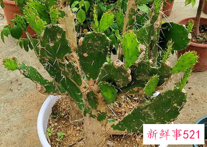 仙人球的浇水方法