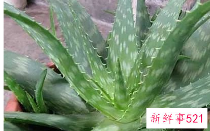 流产后必吃的12种蔬菜