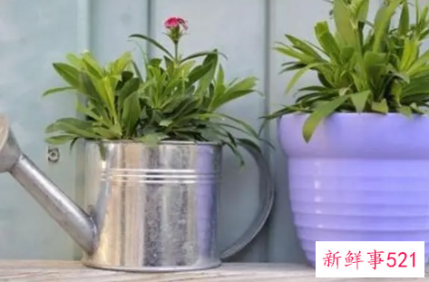 盆栽花浇水的时候用什么方法最好