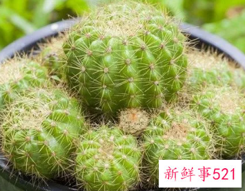 仙人球的浇水方法