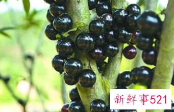 嘉宝果有什么好处