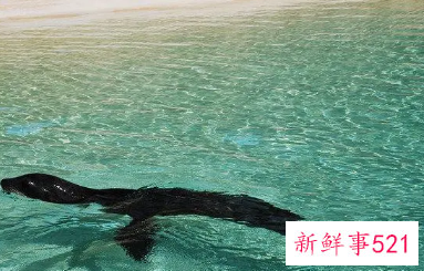 梦见好多男人游泳什么预兆