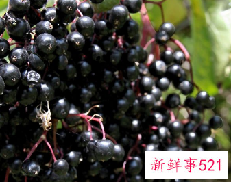 青葡萄的营养价值及功效与作用