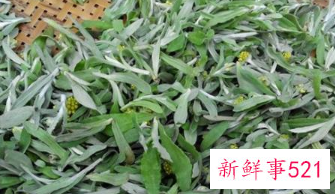 清明菜的功效与作用