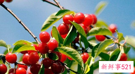 梦见樱桃树枝断了是什么意思