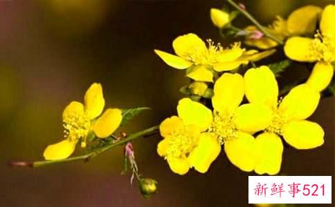 迎春花生长变化过程