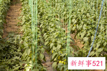 阳台种菜风水好不好