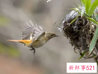 小鸟归巢包含的服务