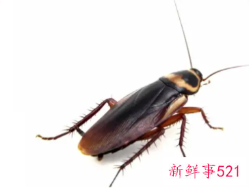 厨房很多蟑螂怎么办