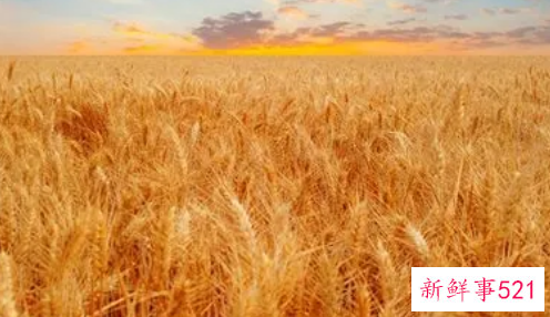 梦见割麦是什么意思