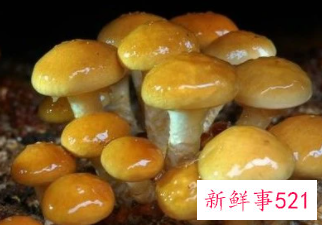 滑子菇的功效与作用