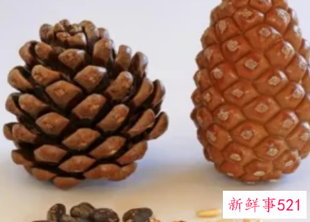 松果比喻像什么