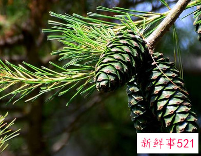 松果比喻像什么