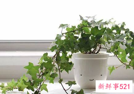 净化空气的室内盆栽植物有哪些