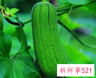 自己接的丝瓜水如何长期保存