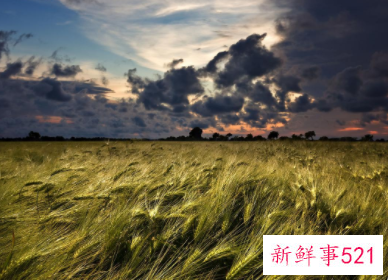 美丽的大自然作文