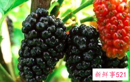 桑葚可以直接吃吗