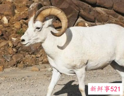 2022年属羊人全年运势如何