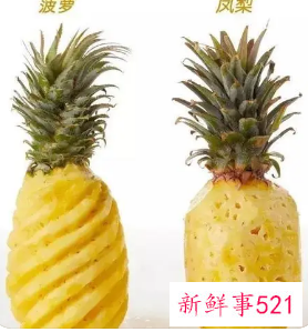 凤梨和菠萝区别是什么
