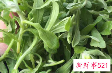 清明菜的功效与作用
