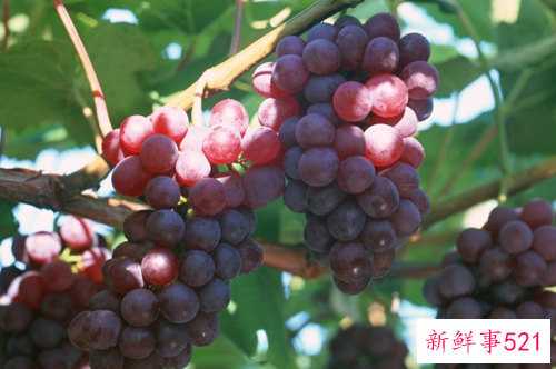 排毒解毒的水果有哪些